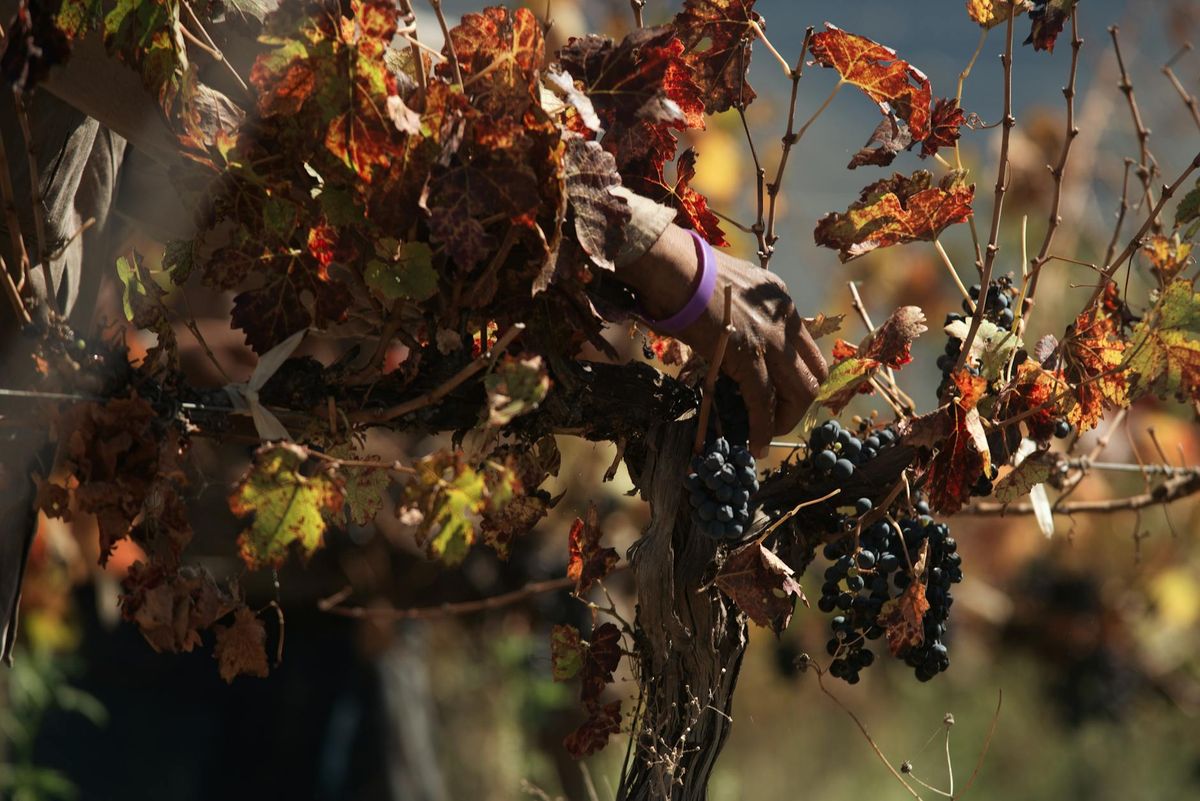 A hand harvesting grapes in a vineyard, surrounded by colorful autumn leaves.