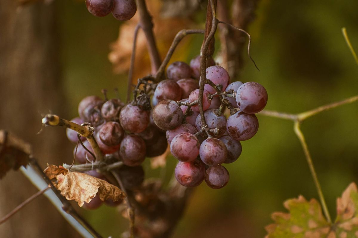 Detailed image of ripe red grapes hanging on a vine with autumn leaves in the background.