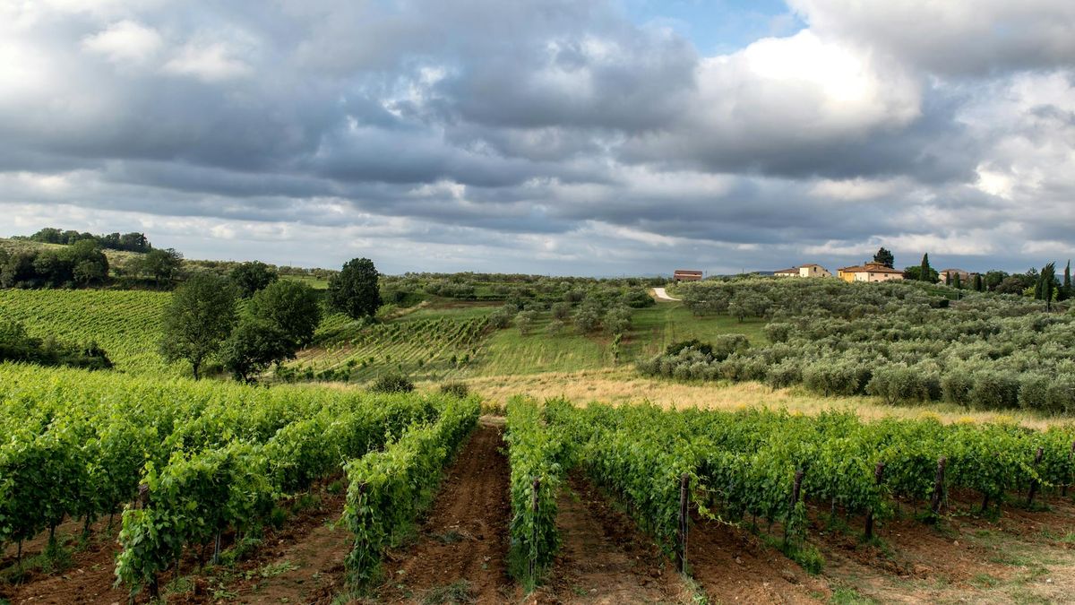 A scenic vineyard in Siena, Tuscany, showcasing lush vines under a dramatic cloudy sky.