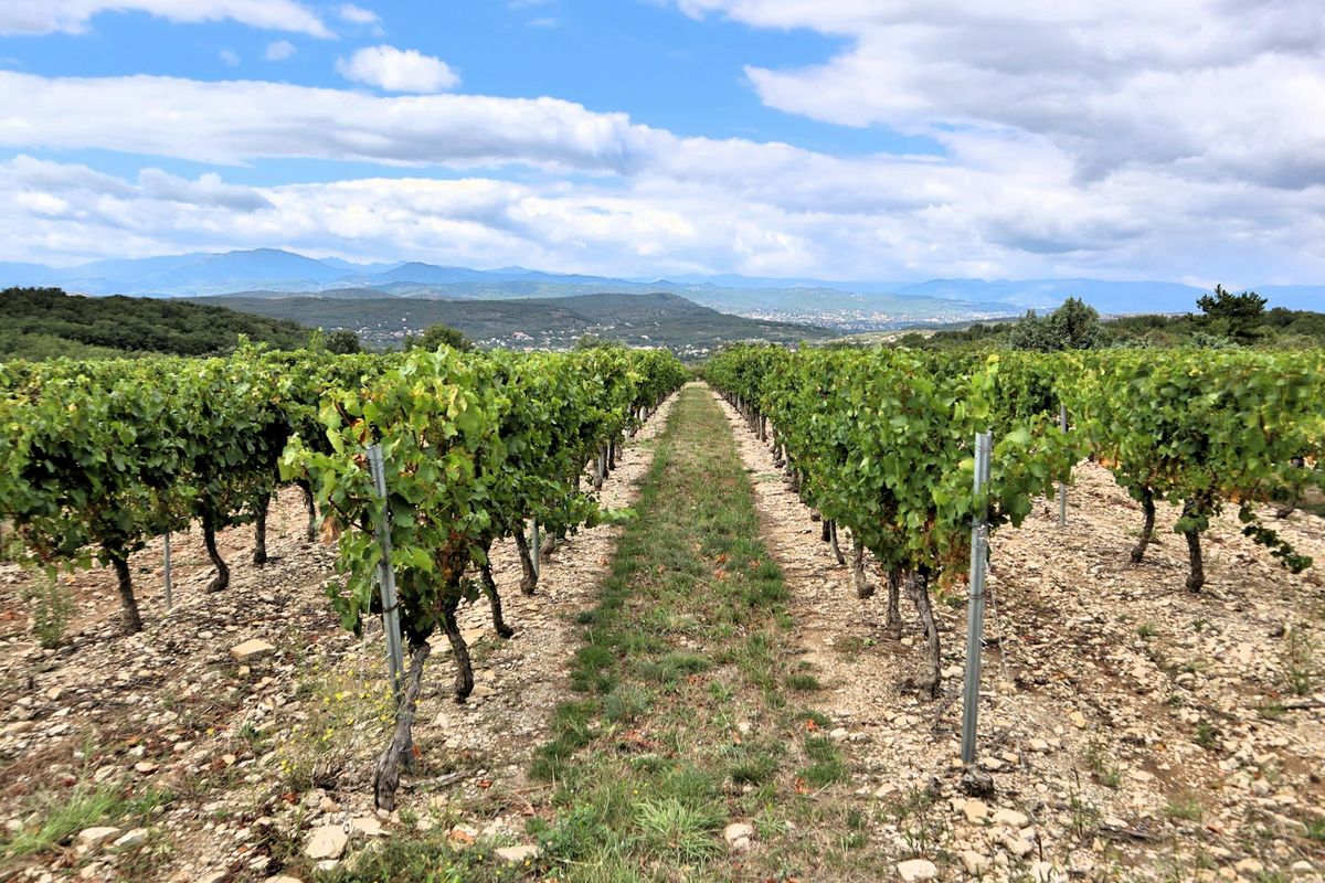 Where to Stay in Beaujolais Wine Country: Complete 2026 Guide — Rows of grapevines in a picturesque vineyard with mountains in the background.