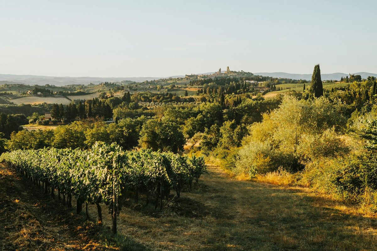 A serene view of rolling vineyards and hills in Tuscany, bathed in warm sunset light.