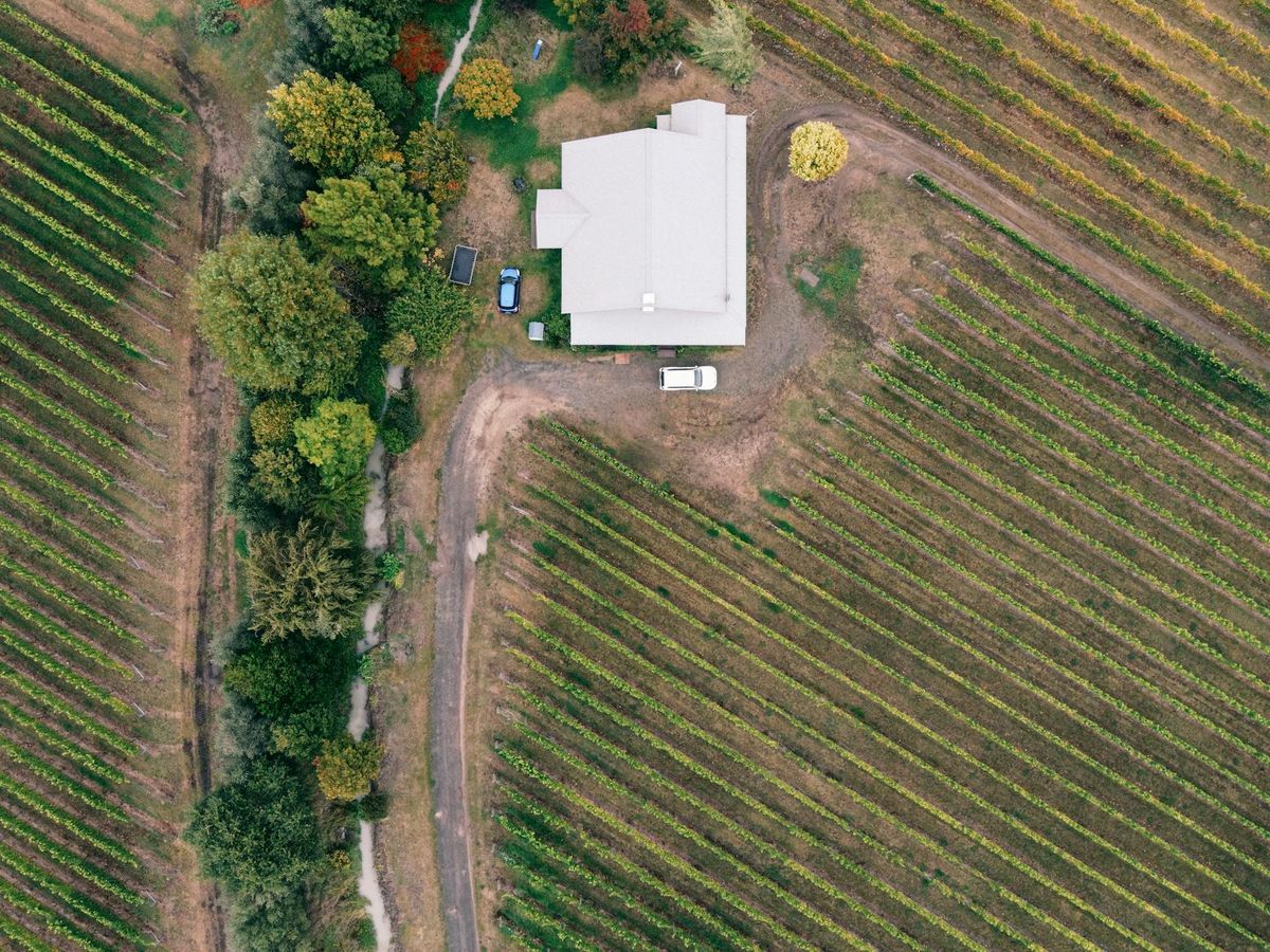 Drone shot of a vineyard with a farmhouse surrounded by autumn colors, showcasing cultivated vines.