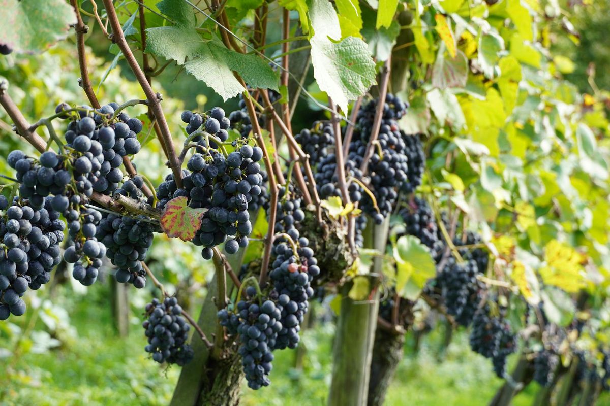Vibrant vineyard scene with clusters of ripe red grapes hanging amidst green leaves.