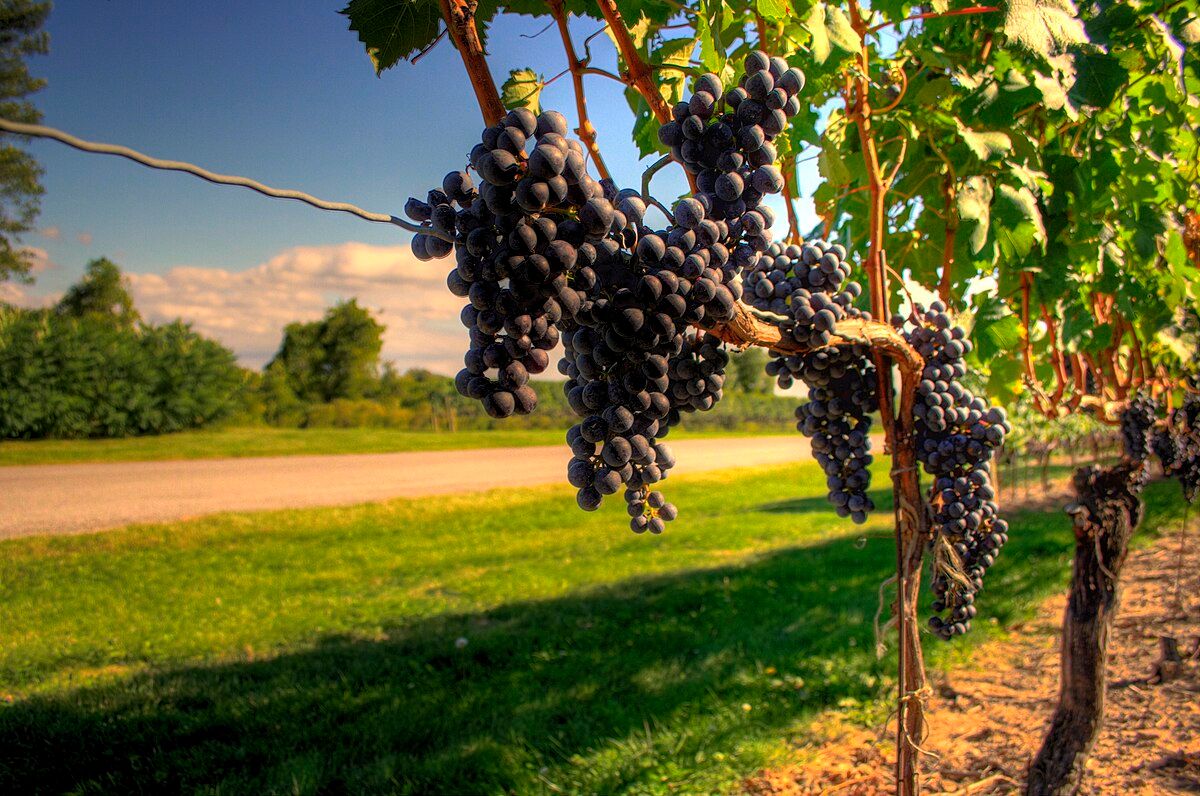 How to Plan a Wine Tour: The Complete Step-by-Step Planning Guide — Wine grapes growing in the Canadian wine region of Niagara-on-the-Lake, Ontario in mid-September. The picture also shows a good exam