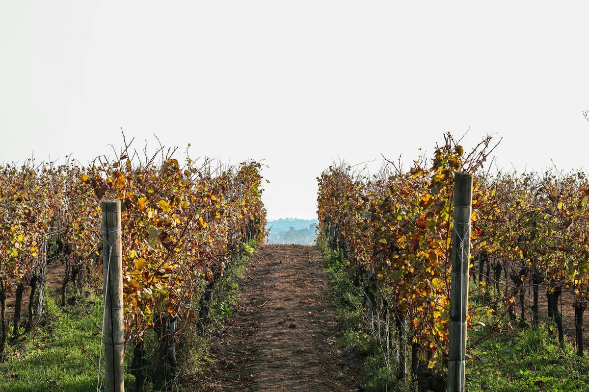 Scenic vineyard rows in autumn, Brescia, Italy, showcasing vibrant fall foliage.