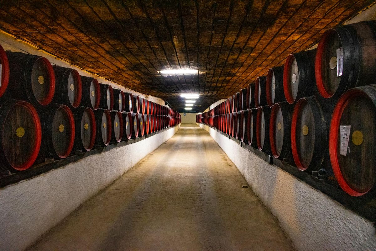 Long corridor of wooden barrels in a winery cellar, perfect for wine production and aging.