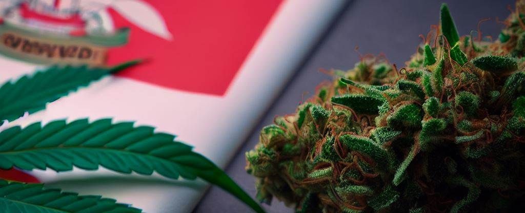 Medicinal Cannabis Legislation in NSW