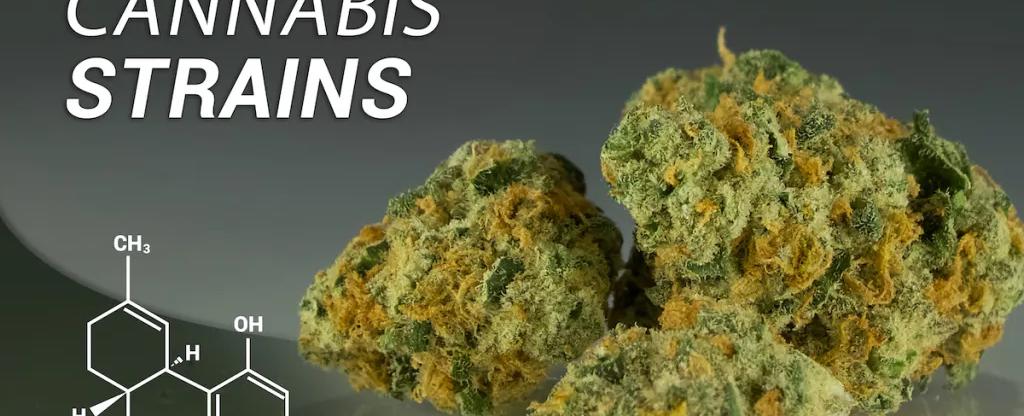 Your Guide to Medicinal Cannabis Strains