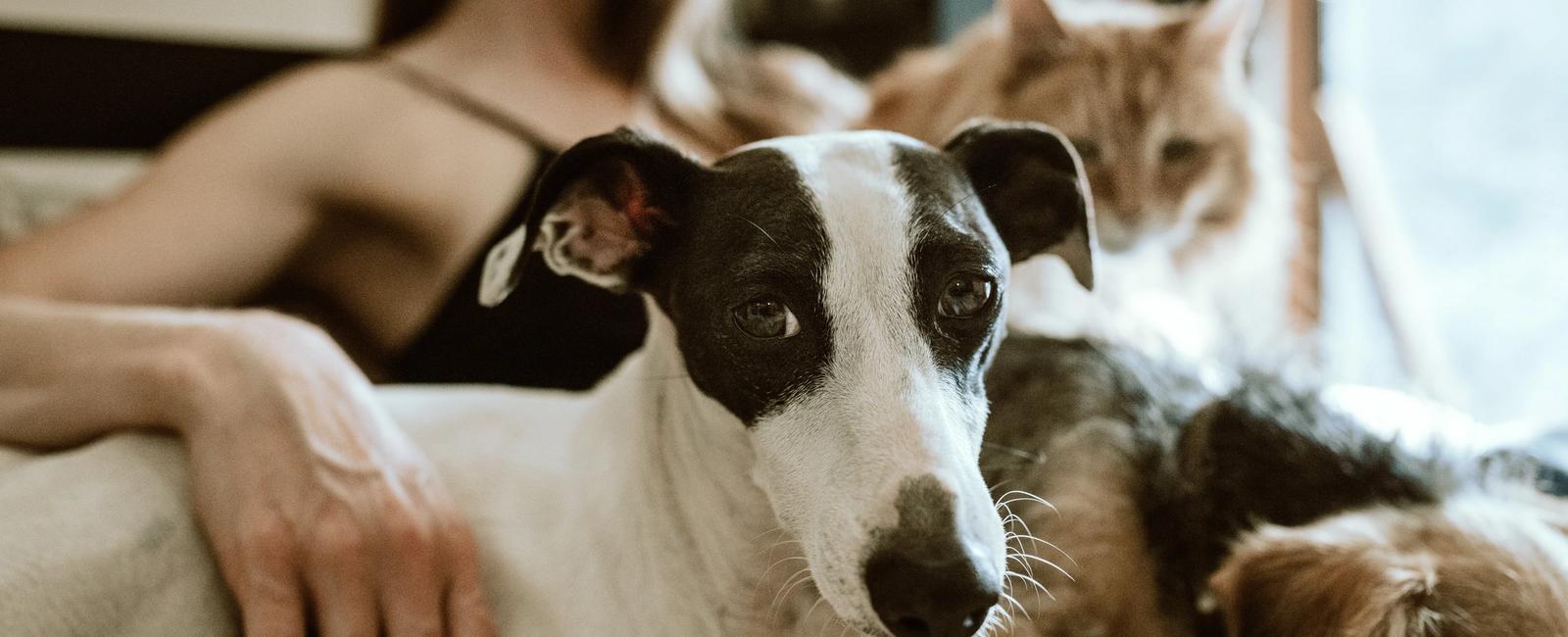 Medicinal Cannabis for Pets
