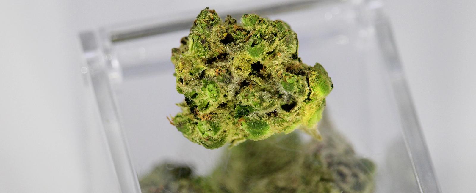 Medicinal Cannabis for Fibromyalgia