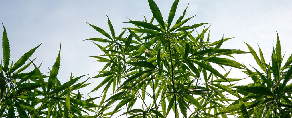 Medical cannabis strains