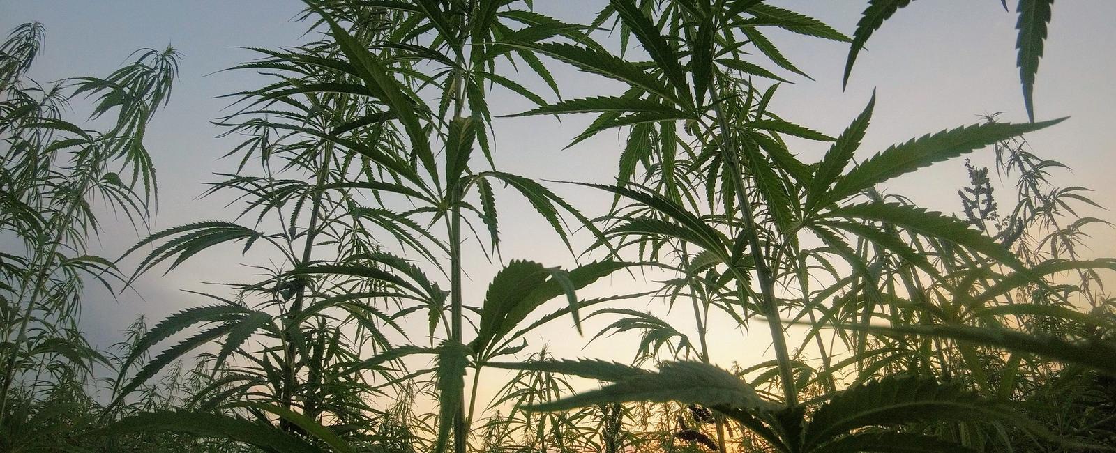 Grow Medicinal Cannabis in Australia