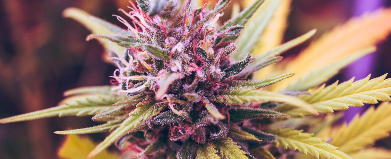 Your Guide to Hybrid Cannabis Strains
