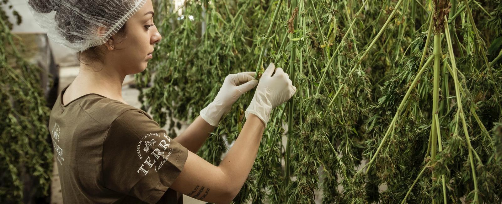 Medicinal Cannabis Seeds