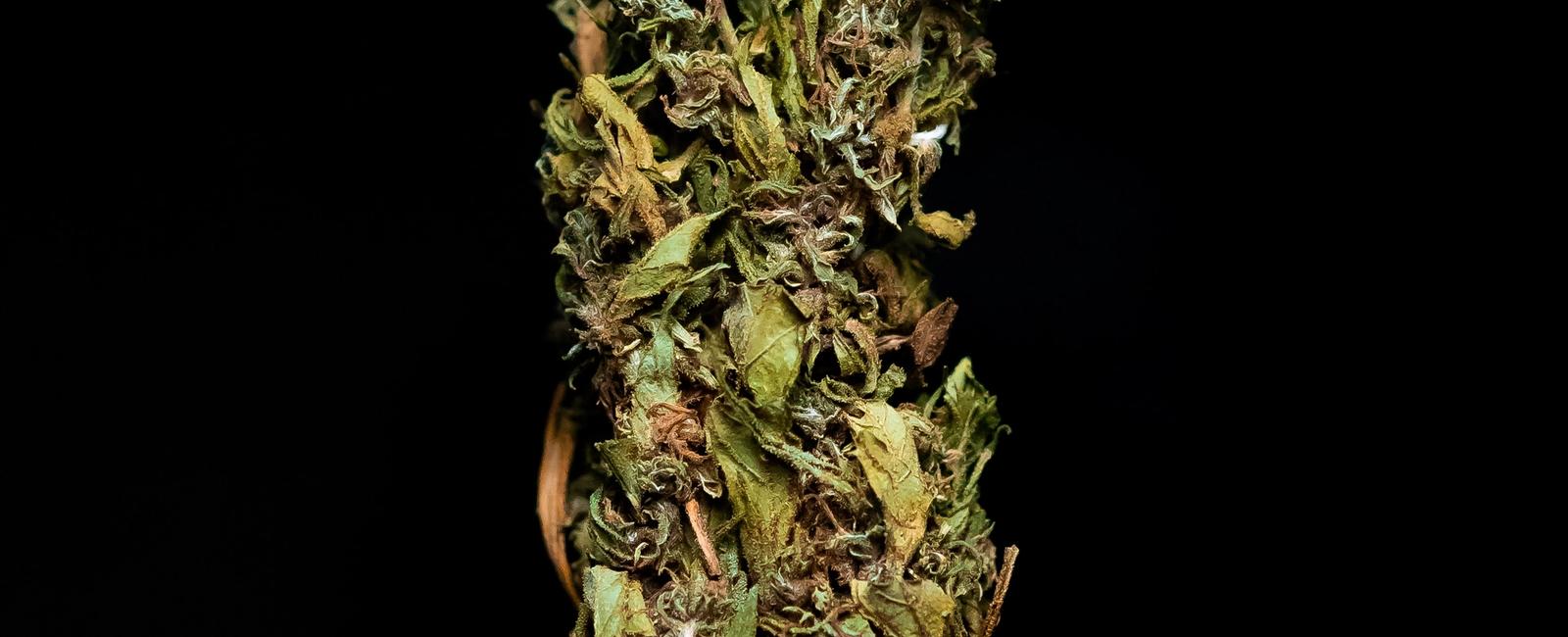 Your Guide to Marijuana Strains