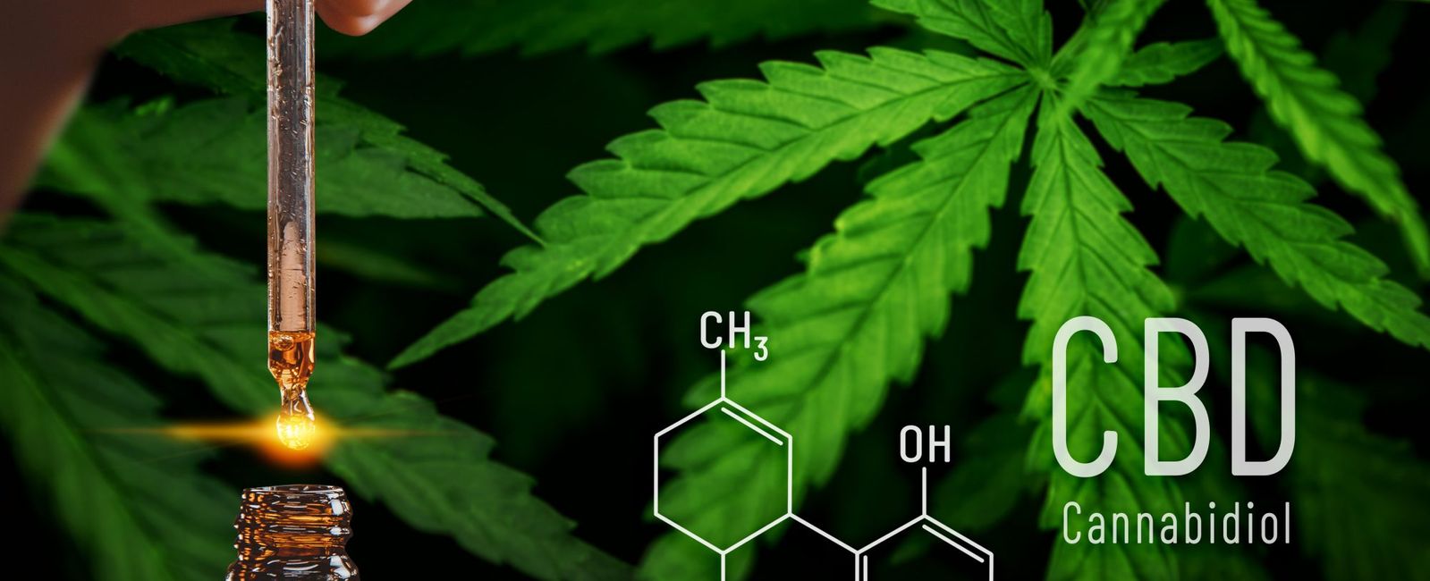 Everything to Know About CBD