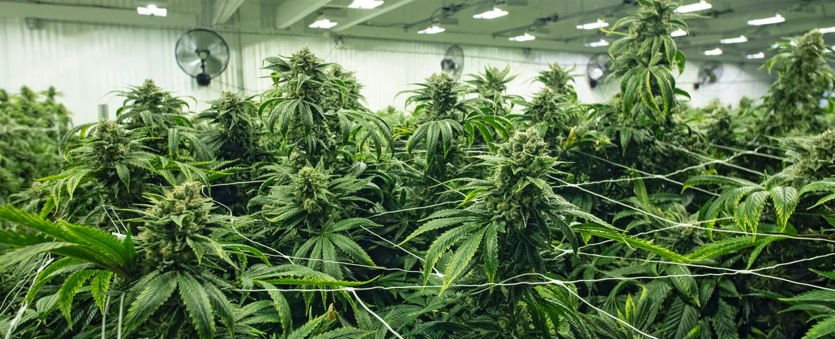 Growing Cannabis in Australia