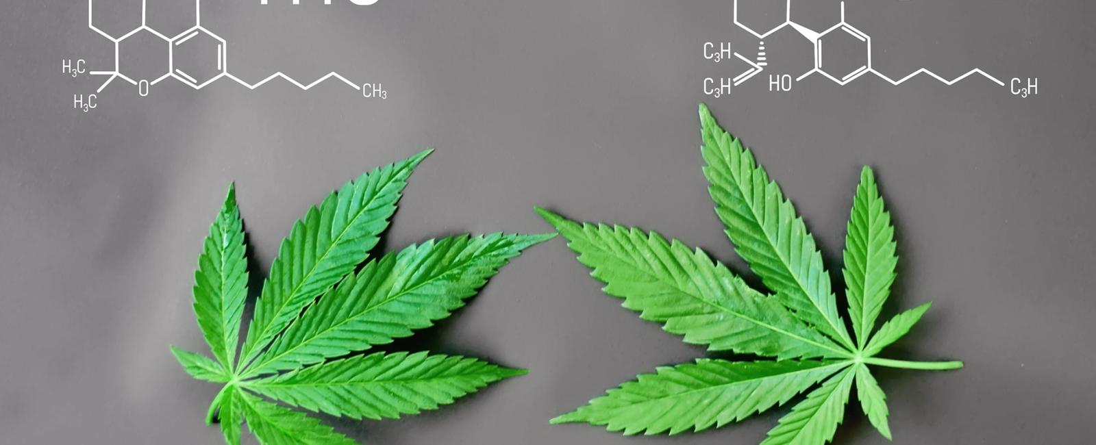 THC Vs. CBD: What Are Their Differences?