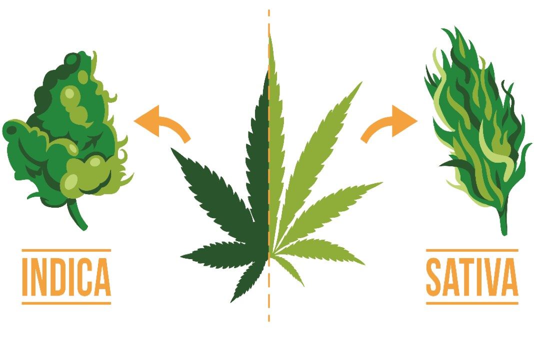 Indica Vs. Sativa: What Are Their Differences?