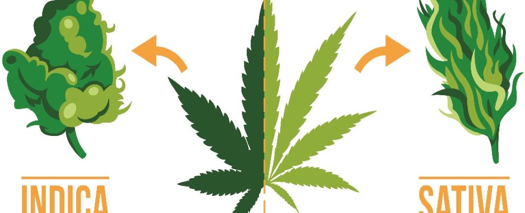 Indica Vs. Sativa: What Are Their Differences?
