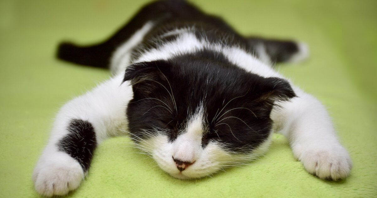 猫を飼いたい初心者必見!名古屋市の保護猫譲渡会