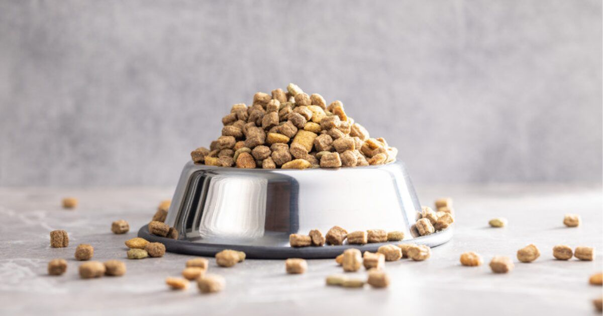 キャットフード ジプシー 脱出!猫が喜ぶ5選