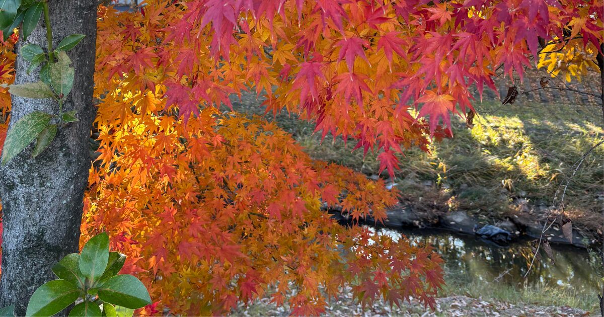 シルバー家庭教師の体験記①