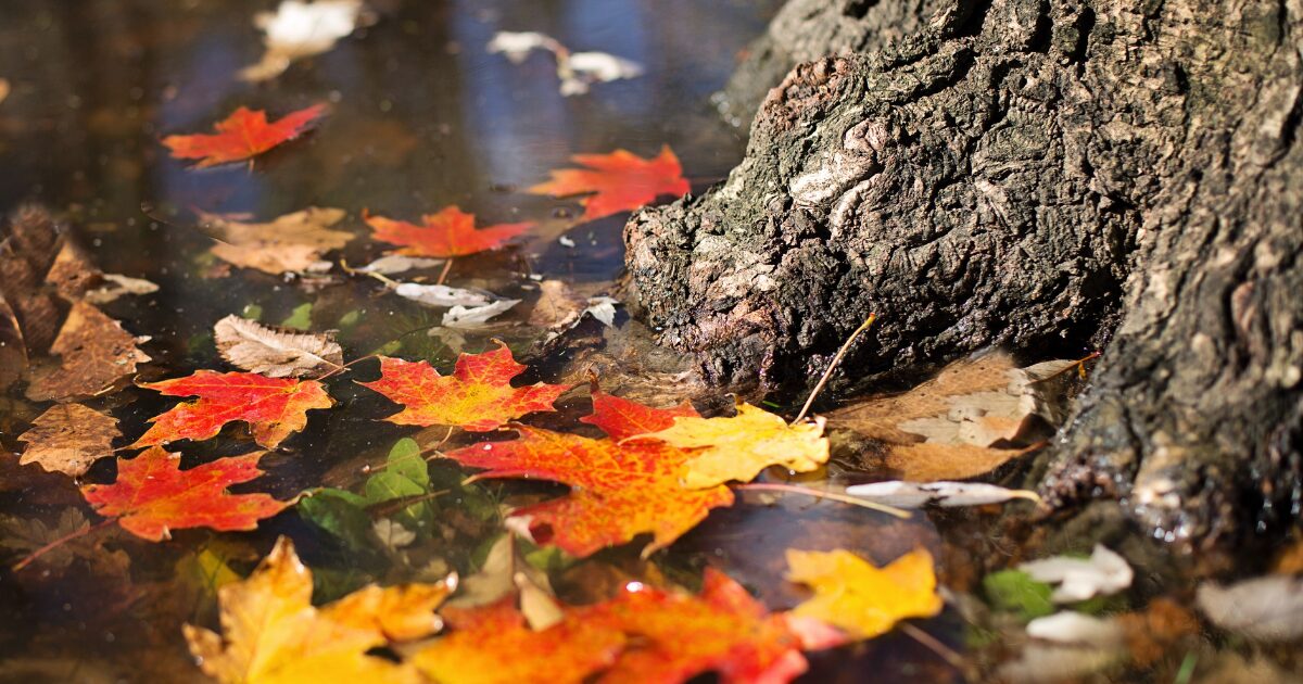 【日帰り】紅葉狩り♪愛岐トンネルと温泉で1日楽しもう