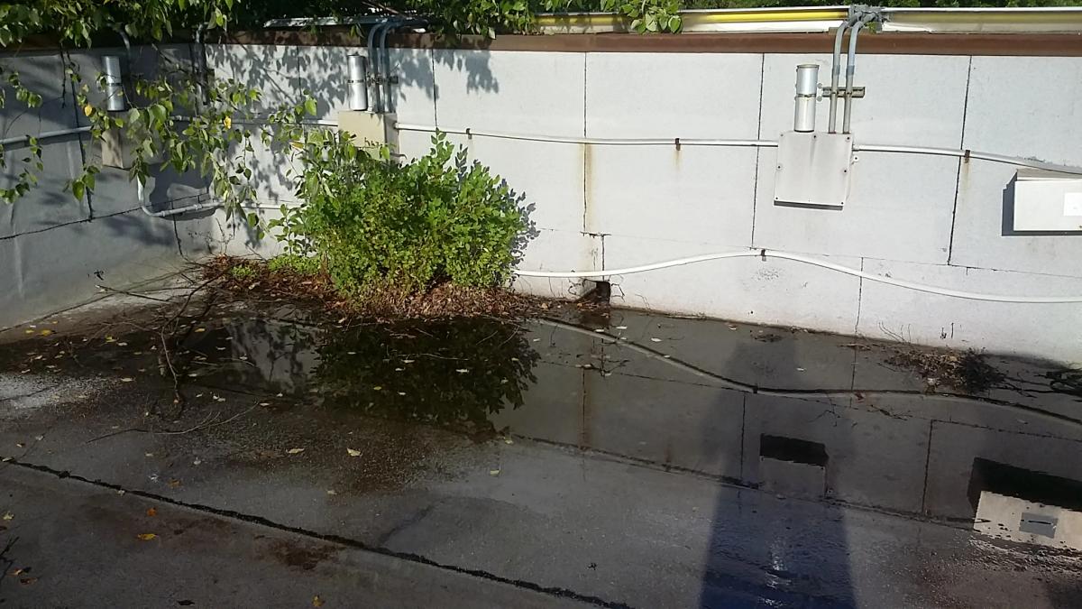 A flat commercial roof beside a parapet wall, with a shrub growing out of accumulated debris and standing water across the surface