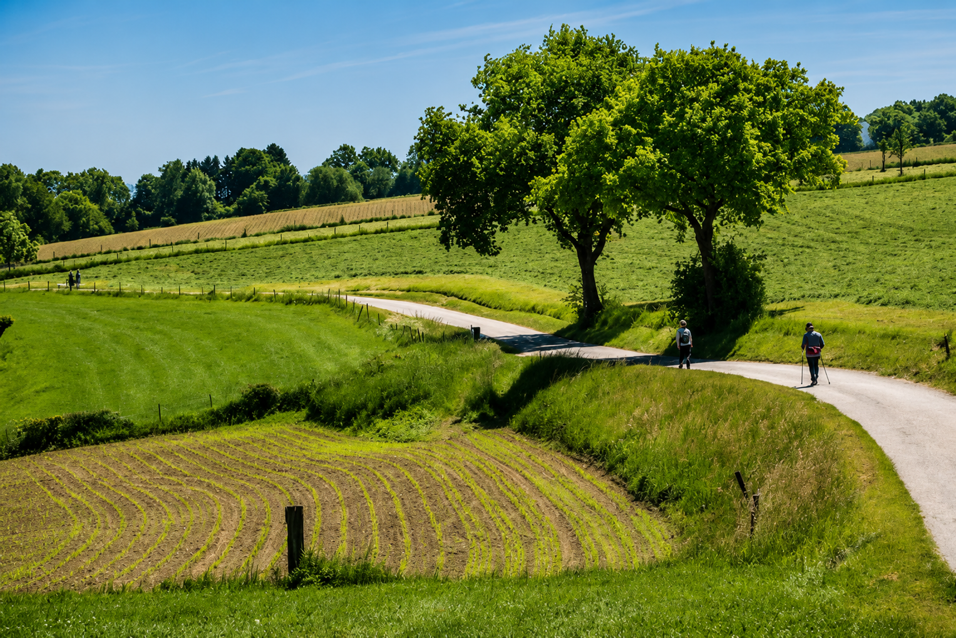 Wandelaar in het Zuid-Limburgse heuvellandschap in de zomer