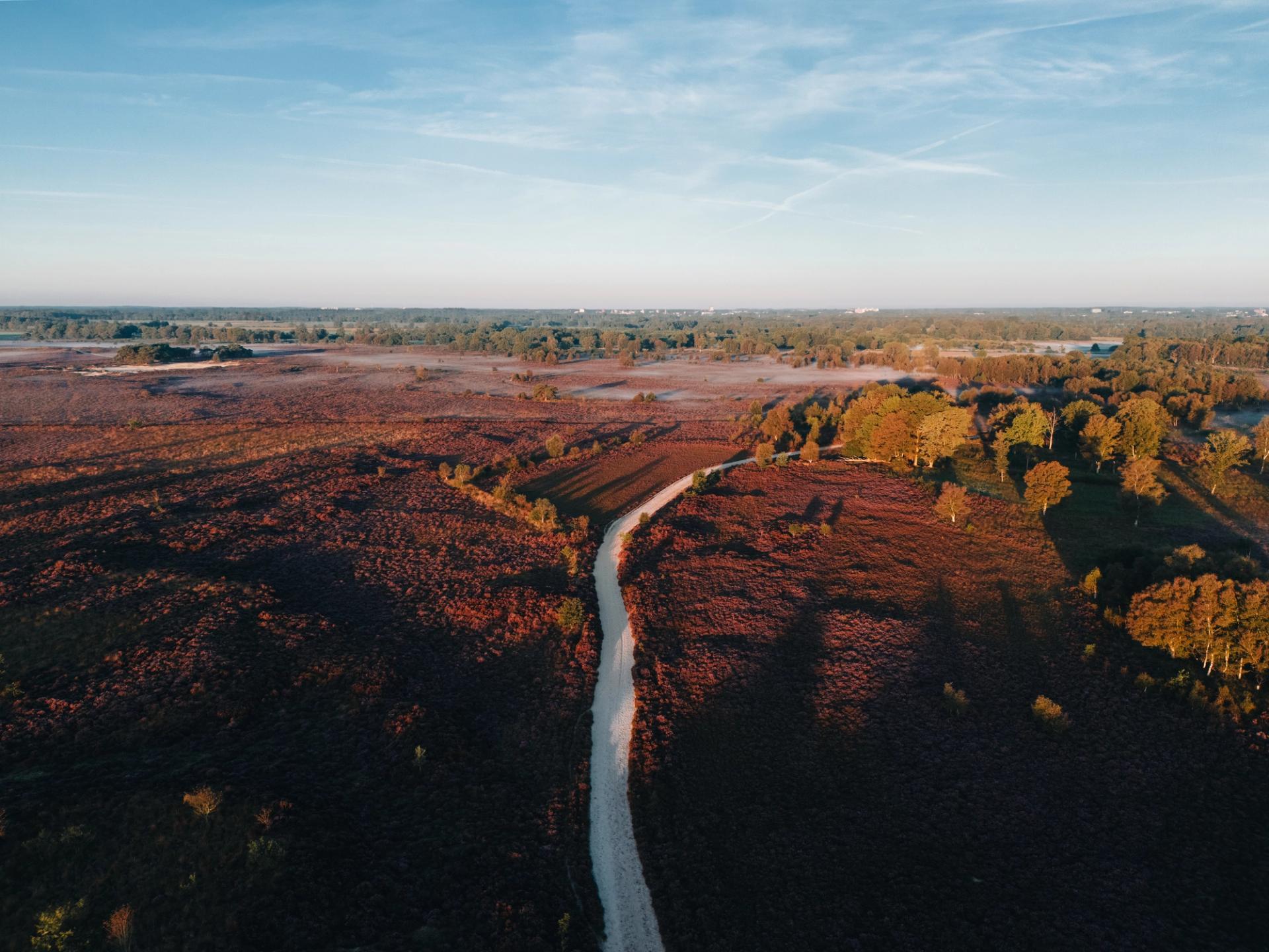 Paarse heide, bossen en een zonnige lucht tijdens het gouden uur. Drenthe
