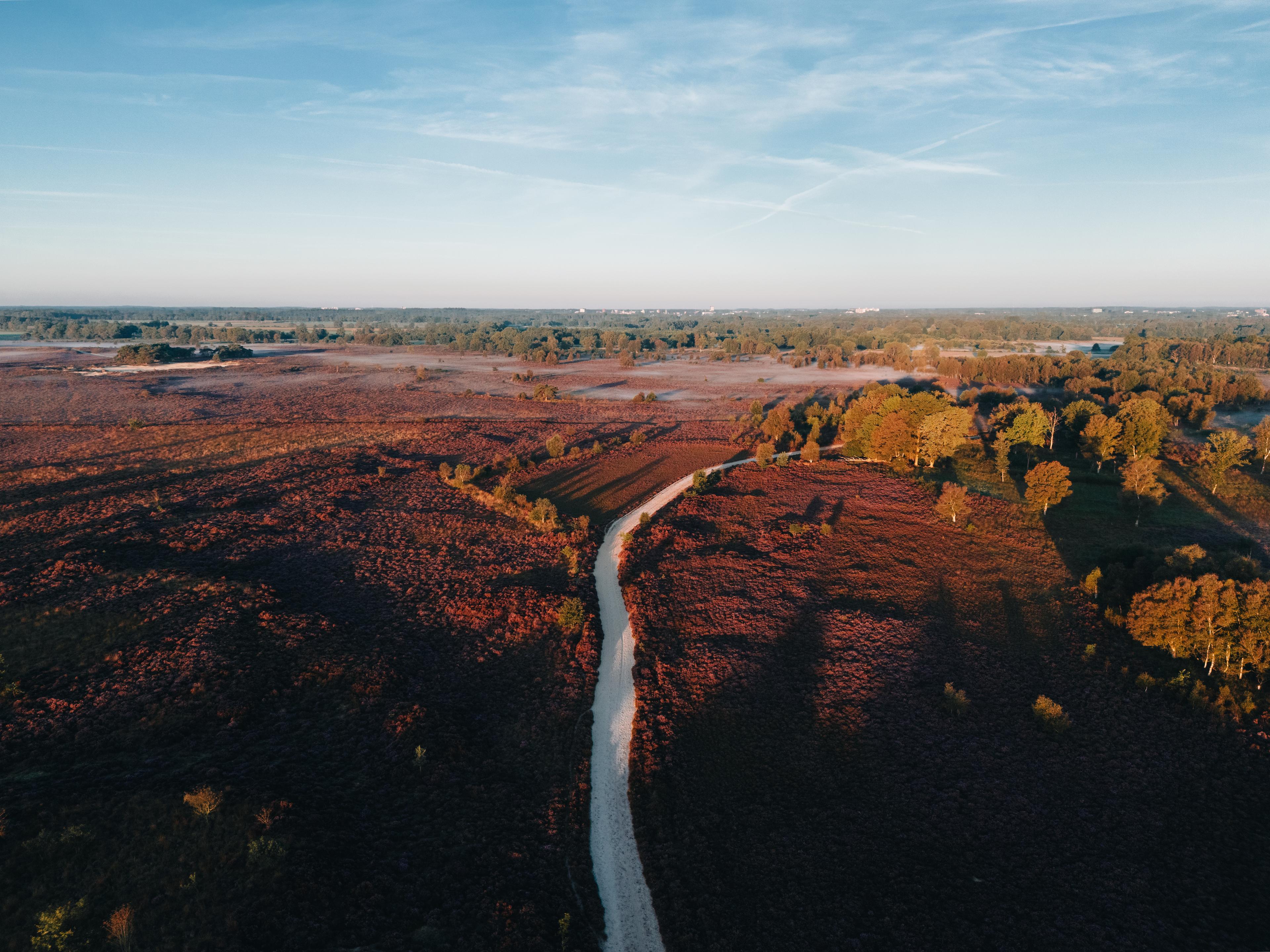 Paarse heide, bossen en een zonnige lucht tijdens het gouden uur. Drenthe