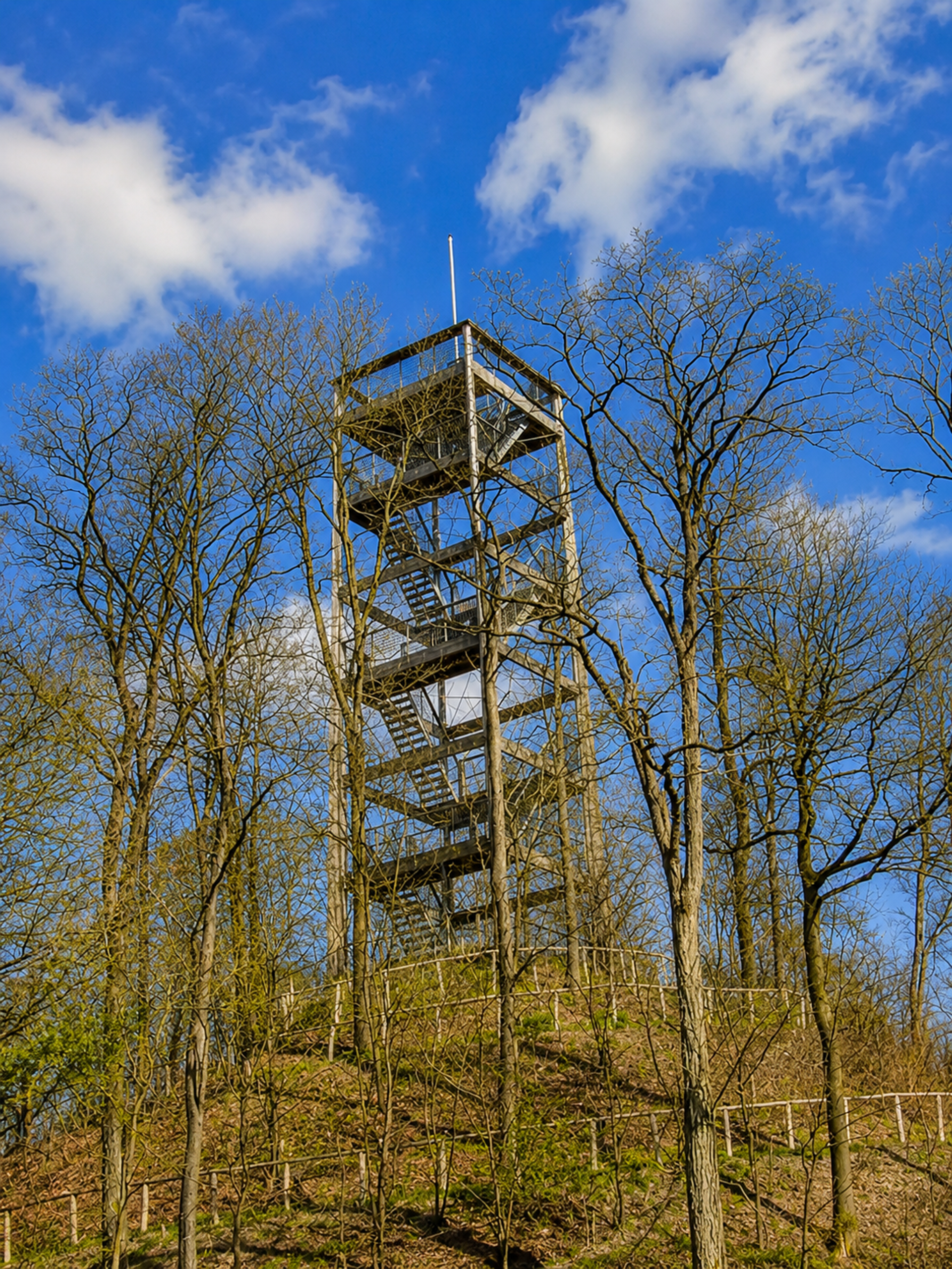 Zandpad door paarse heide en grove dennen in boswachterij Odoorn op een vroege ochtend