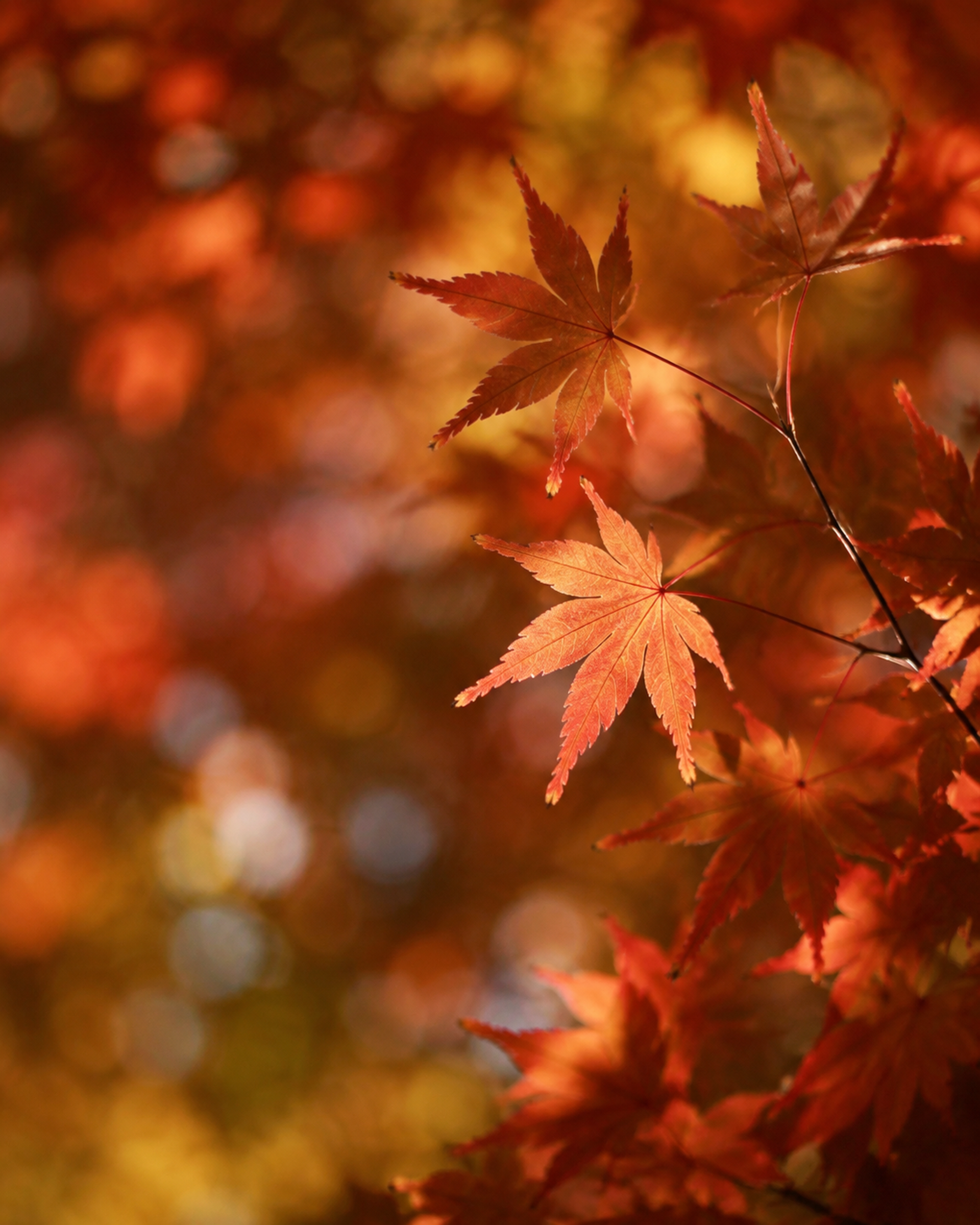 Herfstbladeren. Flow the Collection herfst special