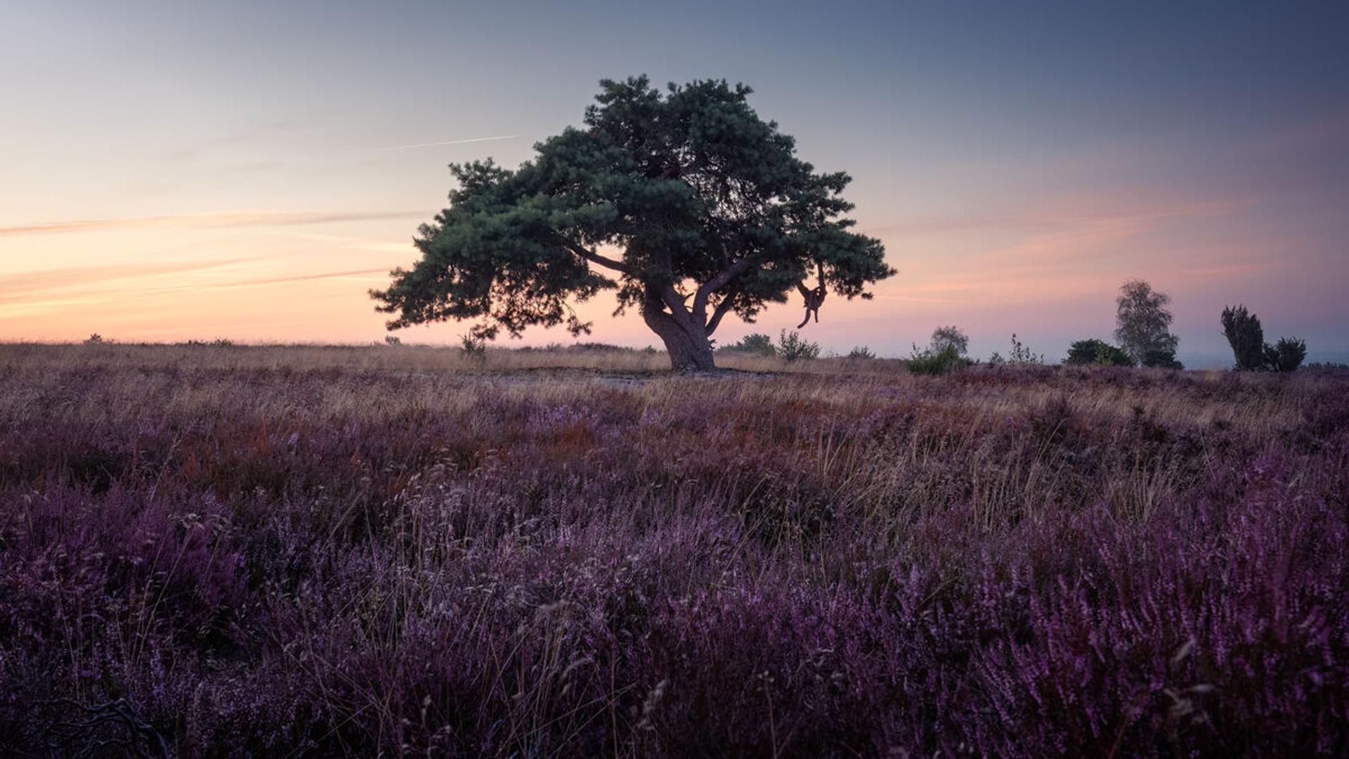 Glooiende heuvelrug van de Lemelerberg met paarse heide, jeneverbesstruiken en uitzicht over het Vechtdal
