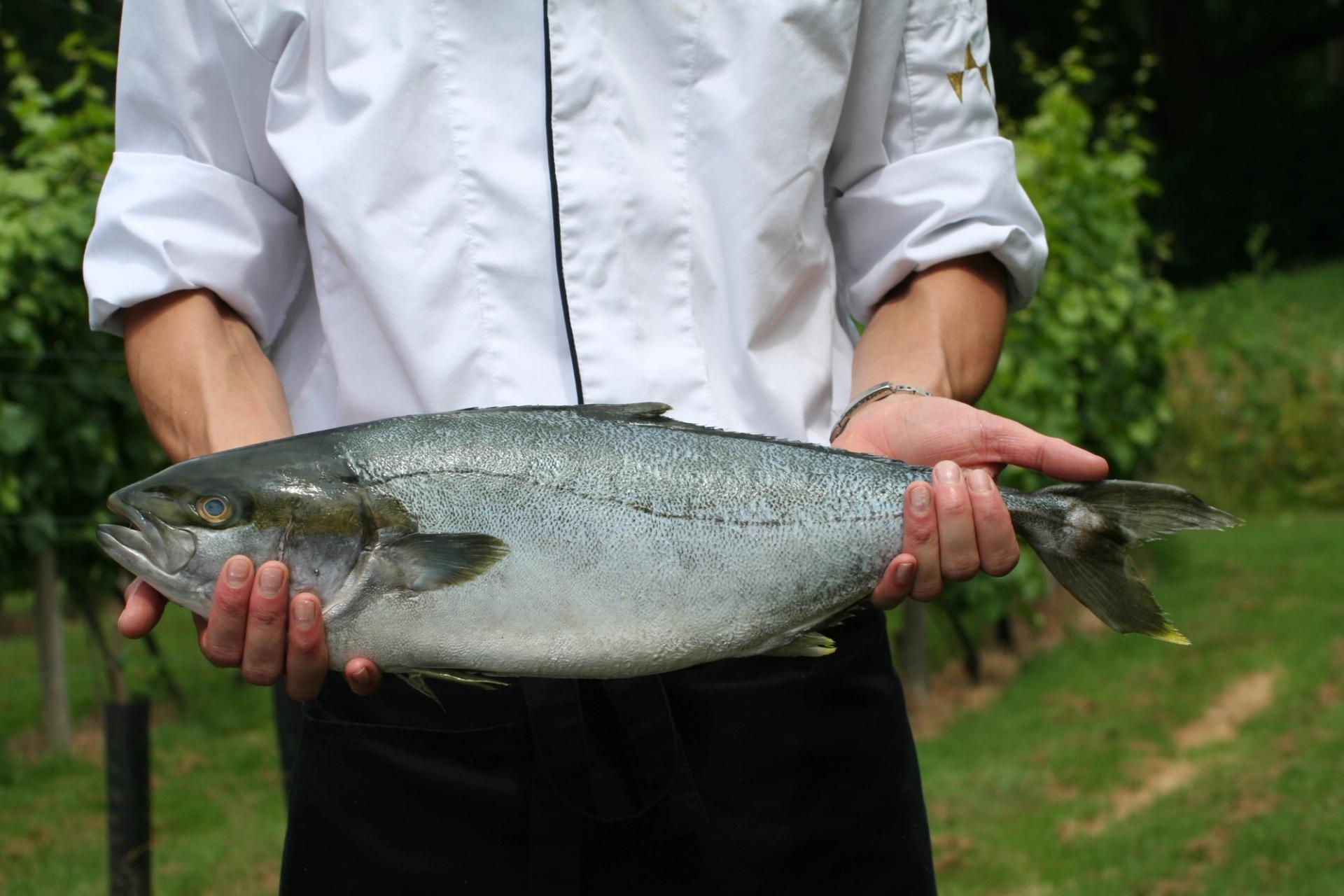 Fish at Hotel Winselerhof

At Hotel Winselerhof, fish holds a special place on our culinary menu. Our chefs carefully select the finest fresh fish, prepared with expertise and passion. Each dish celebrates the natural flavours of the sea, complemented by seasonal vegetables and refined sauces. Whether you prefer a delicate white fish or a more robust preparation, our kitchen team crafts every plate with meticulous attention to detail. Dining on fish at Hotel Winselerhof is an experience that connects you to the finest ingredients and culinary traditions. We invite you to discover why our guests return time and again for these exquisite seafood creations.