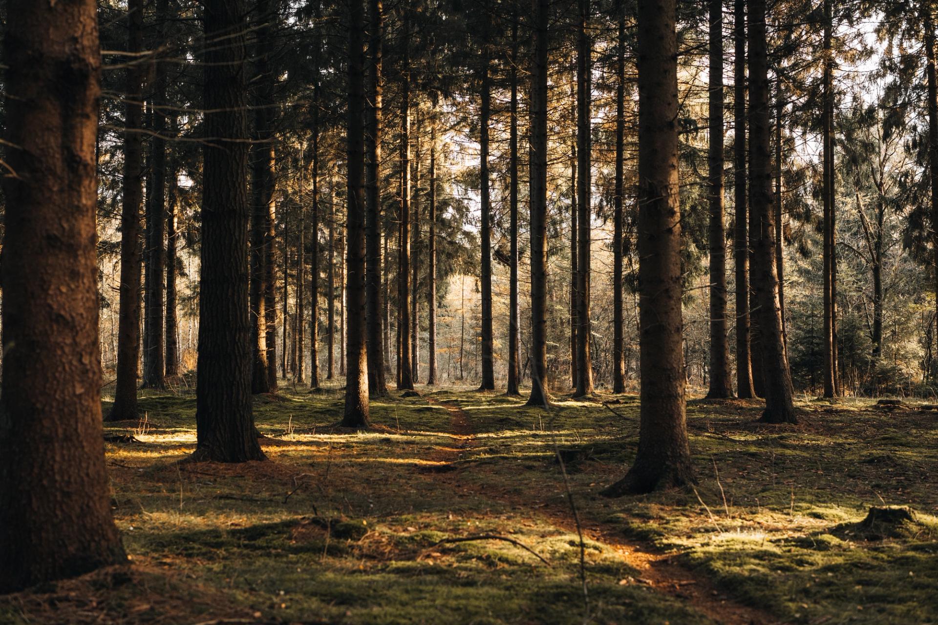 Boswachterij Odoorn in het ochtendlicht, met grove den en berk aan de rand