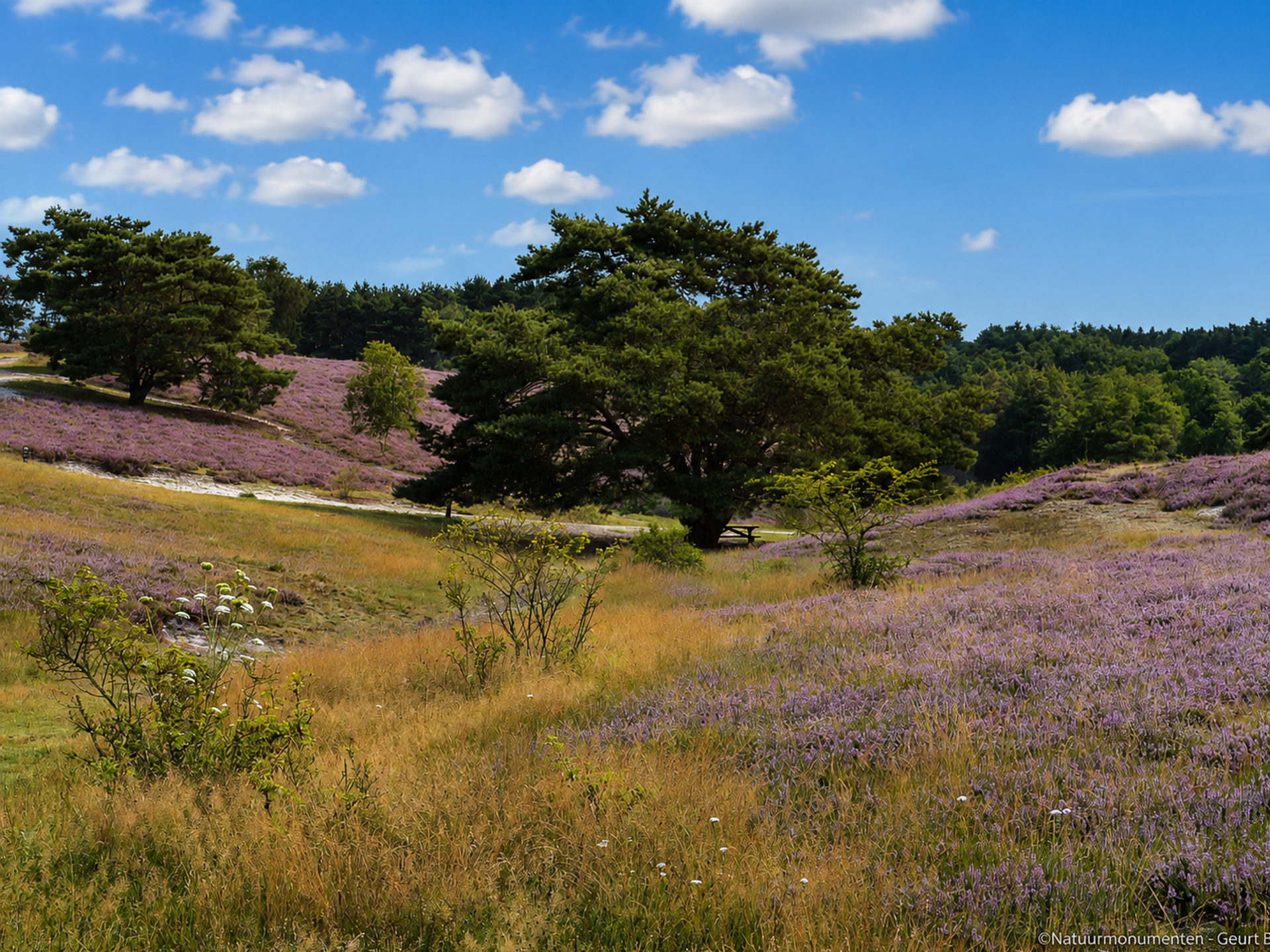 Paars bloeiende struikheide op de Brunssummerheide met open zandvlakte en dennenbos op de achtergrond.