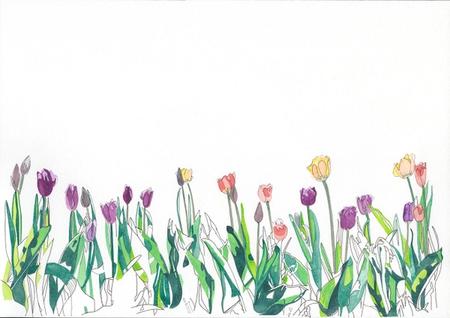 A row of tulip flowers drawn by hand and coloured with watercolour paint