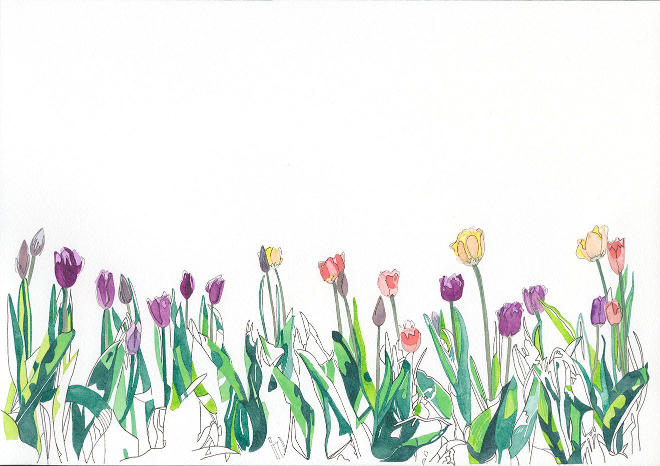 A row of tulip flowers drawn by hand and coloured with watercolour paint