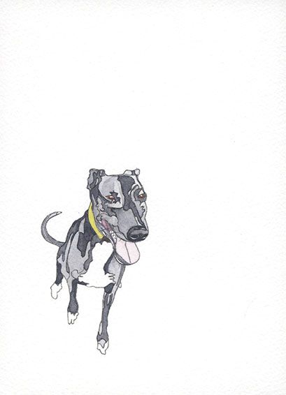 Drawing of a black and white sight hound lurcher dog sitting down with her tongue out and wearing a yellow collar.