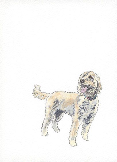 Drawing of a golden coloured dog standing with curly coat looking happy with it's tongue out