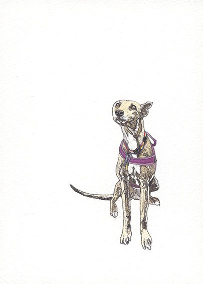 Drawing of a seated sight hound lurcher dog wearing a colourful collar and pink harness