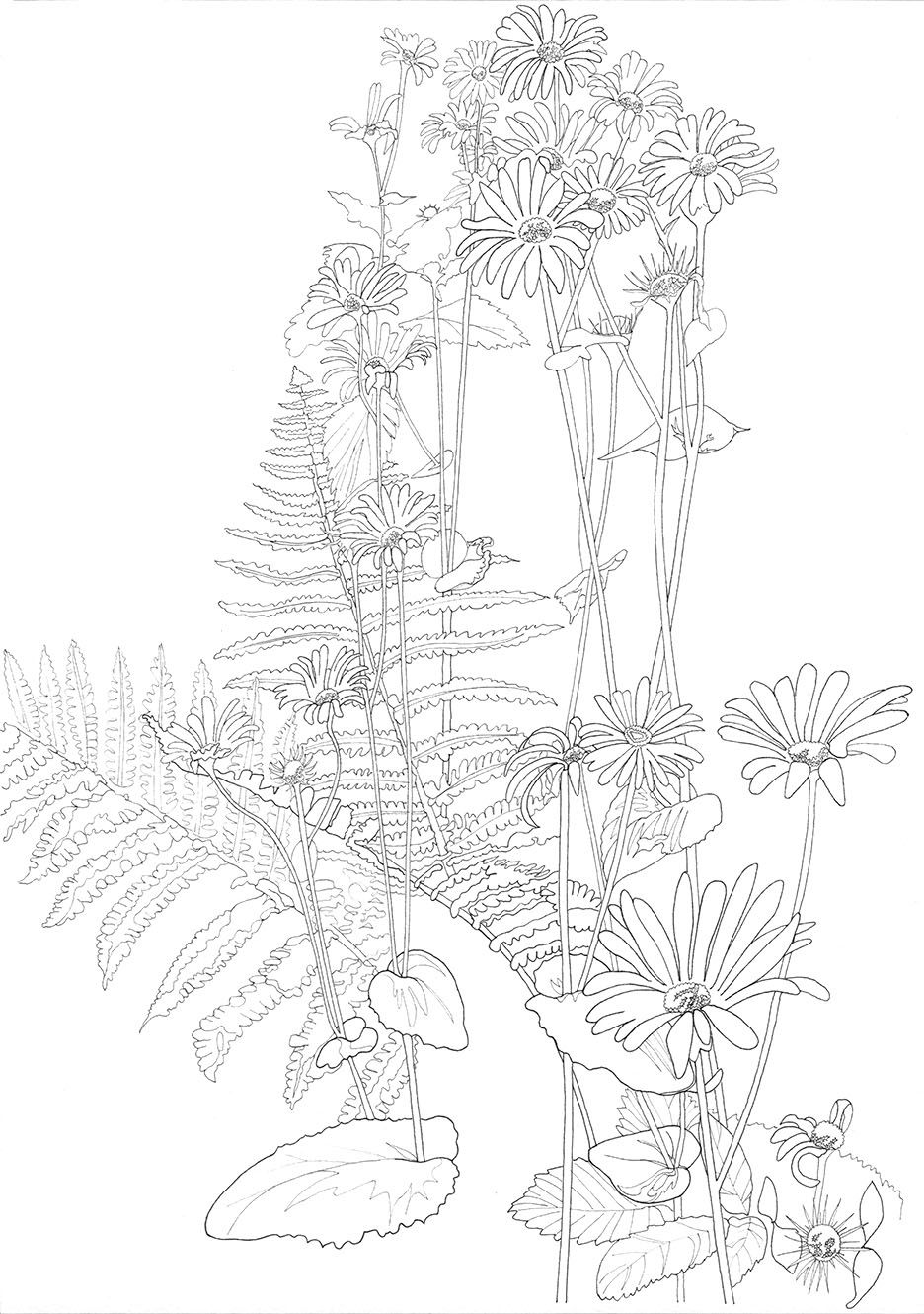 Black & white line drawing of tall daisies and ferns in woodland