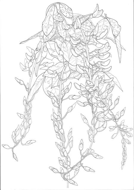 Black & white line drawing of laburnum tree branch in bloom