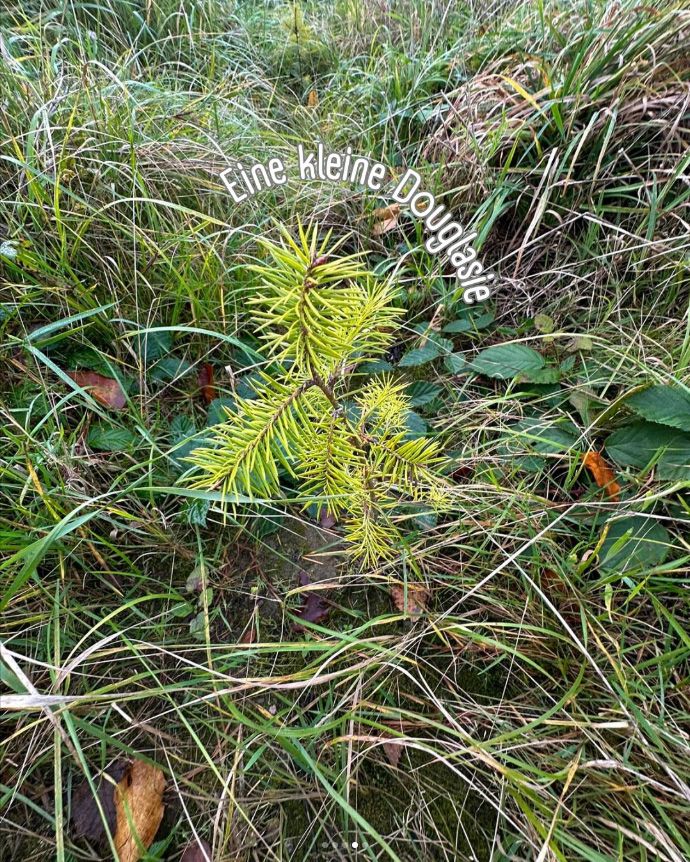 Unsere Waldflächen auf RÜGEN — Bild 5