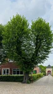 Grünes! Impressionen — Bild 4