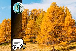 IMPACT CHECK – Baum-Pflanzaktion auf Rügen