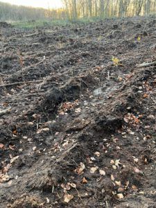 IMPACT CHECK – Baum-Pflanzaktion auf Rügen — Bild 3