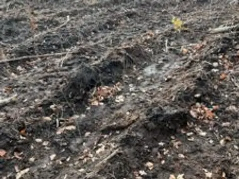 IMPACT CHECK – Baum-Pflanzaktion auf Rügen — Bild 3